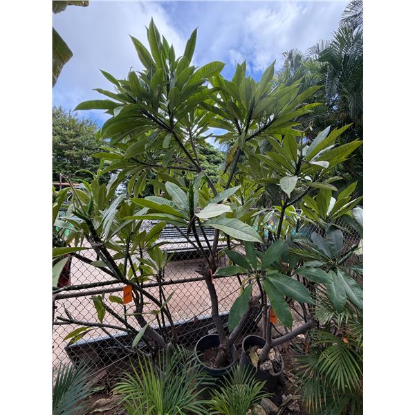 Potted Plumeria Plant Approx. 108"H