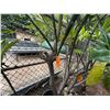 Image 3 : Potted Plumeria Plant Approx. 108"H