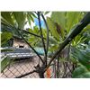Image 4 : Potted Plumeria Plant Approx. 108"H