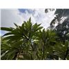 Image 5 : Potted Plumeria Plant Approx. 108"H