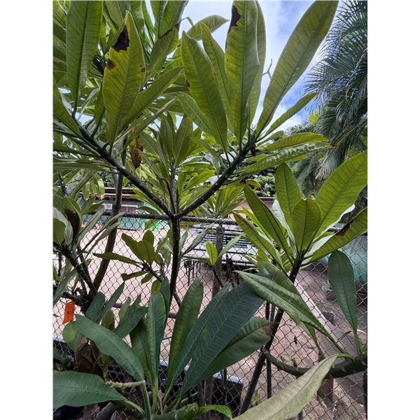 Potted Plumeria Plant Approx. 72"H