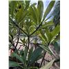 Image 1 : Potted Plumeria Plant Approx. 72"H