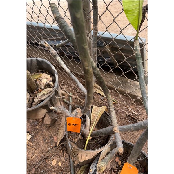 Potted Plumeria Plant Approx. 40"H