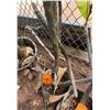 Image 1 : Potted Plumeria Plant Approx. 40"H