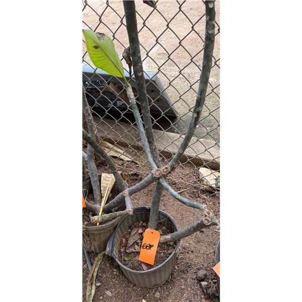 Potted Plumeria Plant Approx. 42"H