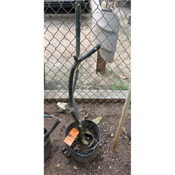 Potted Plumeria Plant Approx. 46"H
