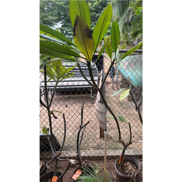 Potted Plumeria Plant Approx. 74"H