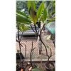 Image 1 : Potted Plumeria Plant Approx. 74"H