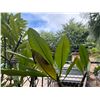 Image 2 : Potted Plumeria Plant Approx. 74"H
