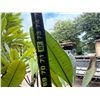 Image 5 : Potted Plumeria Plant Approx. 74"H