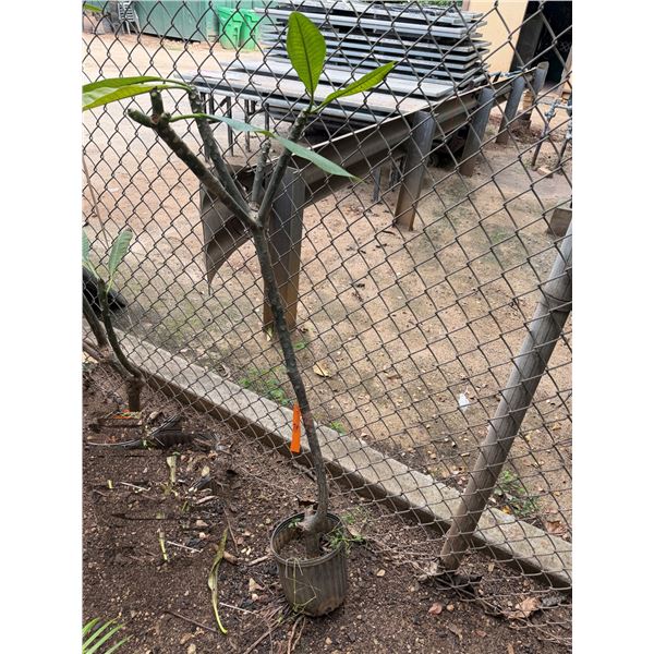 Potted Plumeria Plant Approx. 55"H