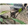 Image 2 : Potted Plumeria Plant Approx. 55"H