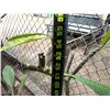 Image 5 : Potted Plumeria Plant Approx. 55"H