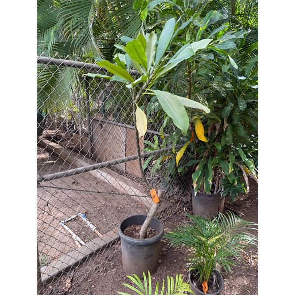 Potted Plumeria Plant Approx. 73"H