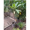 Image 1 : Potted Plumeria Plant Approx. 73"H