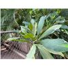 Image 2 : Potted Plumeria Plant Approx. 73"H