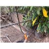 Image 3 : Potted Plumeria Plant Approx. 73"H