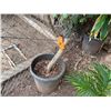 Image 4 : Potted Plumeria Plant Approx. 73"H