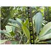 Image 5 : Potted Plumeria Plant Approx. 73"H
