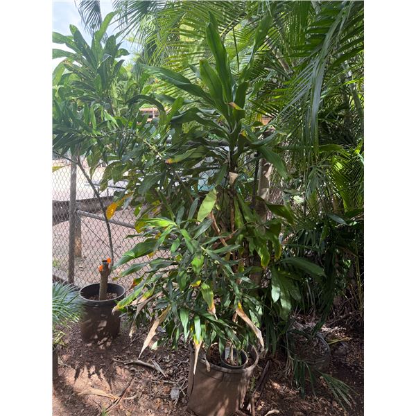 Potted Plumeria Plant Approx. 84"H