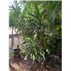 Image 1 : Potted Plumeria Plant Approx. 84"H