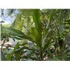 Image 2 : Potted Plumeria Plant Approx. 84"H