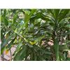 Image 3 : Potted Plumeria Plant Approx. 84"H