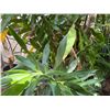 Image 4 : Potted Plumeria Plant Approx. 84"H