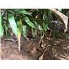 Image 5 : Potted Plumeria Plant Approx. 84"H