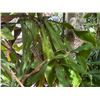 Image 6 : Potted Plumeria Plant Approx. 84"H