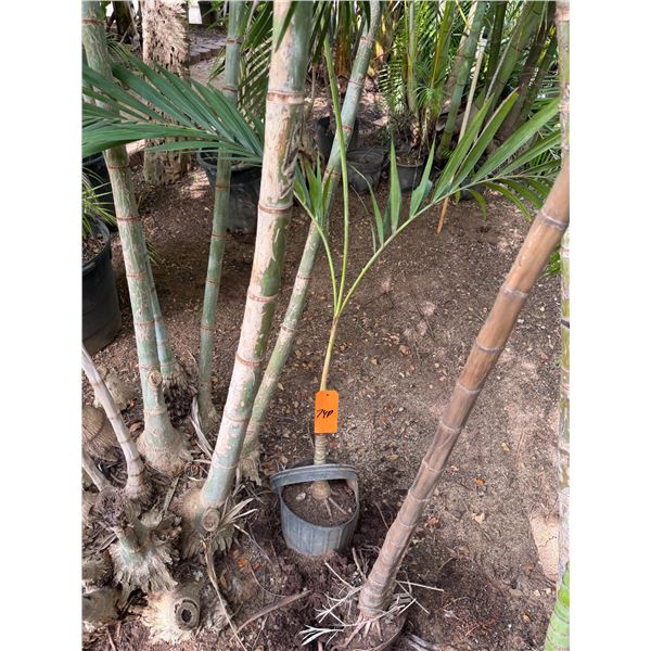 Potted Palm Plant Approx. 38"H