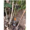 Image 1 : Potted Palm Plant Approx. 38"H