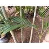 Image 2 : Potted Palm Plant Approx. 38"H