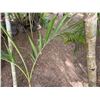 Image 3 : Potted Palm Plant Approx. 38"H