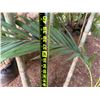 Image 5 : Potted Palm Plant Approx. 38"H