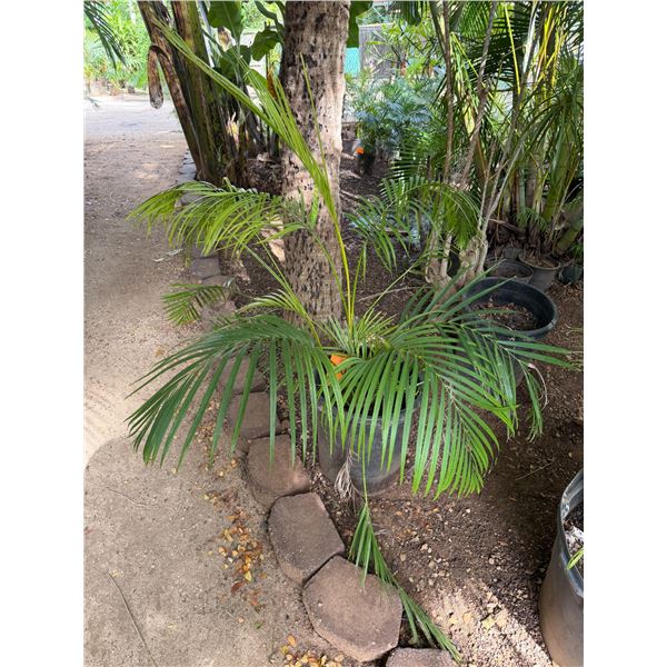 Potted Palm Plant Approx. 56"H