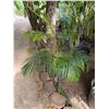 Image 1 : Potted Palm Plant Approx. 56"H