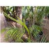 Image 2 : Potted Palm Plant Approx. 56"H
