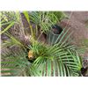 Image 3 : Potted Palm Plant Approx. 56"H