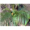 Image 4 : Potted Palm Plant Approx. 56"H
