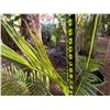 Image 5 : Potted Palm Plant Approx. 56"H