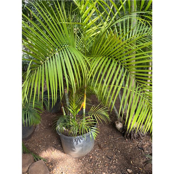 Potted Palm Plant Approx. 72"H