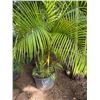 Image 1 : Potted Palm Plant Approx. 72"H