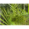 Image 2 : Potted Palm Plant Approx. 72"H