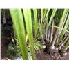 Image 3 : Potted Palm Plant Approx. 72"H