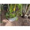 Image 4 : Potted Palm Plant Approx. 72"H
