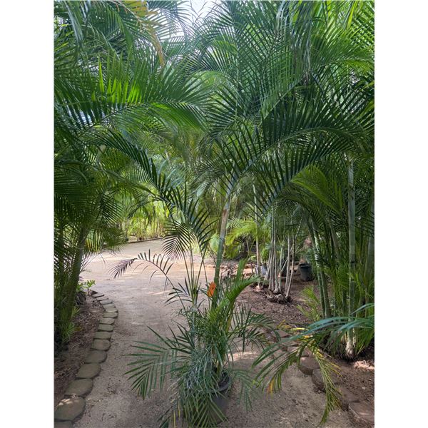 Potted Palm Plant Approx. 110"H