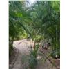 Image 1 : Potted Palm Plant Approx. 110"H