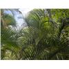 Image 2 : Potted Palm Plant Approx. 110"H