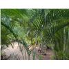 Image 3 : Potted Palm Plant Approx. 110"H